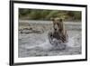 USA, Alaska, Katmai National Park. Grizzly Bear chasing salmon.-Frank Zurey-Framed Premium Photographic Print