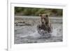 USA, Alaska, Katmai National Park. Grizzly Bear chasing salmon.-Frank Zurey-Framed Photographic Print