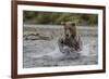 USA, Alaska, Katmai National Park. Grizzly Bear chasing salmon.-Frank Zurey-Framed Photographic Print