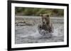 USA, Alaska, Katmai National Park. Grizzly Bear chasing salmon.-Frank Zurey-Framed Photographic Print