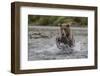 USA, Alaska, Katmai National Park. Grizzly Bear chasing salmon.-Frank Zurey-Framed Photographic Print