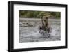 USA, Alaska, Katmai National Park. Grizzly Bear chasing salmon.-Frank Zurey-Framed Photographic Print