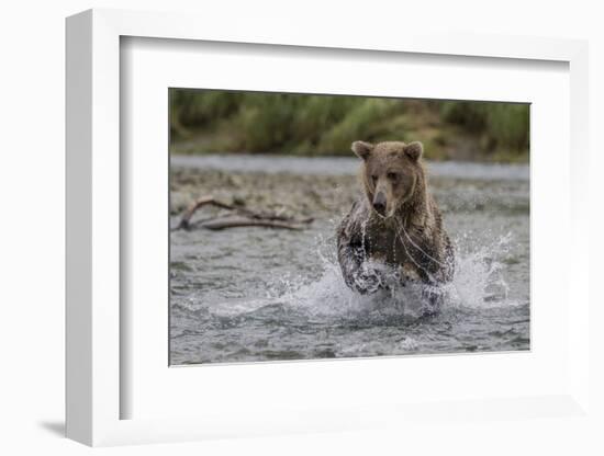 USA, Alaska, Katmai National Park. Grizzly Bear chasing salmon.-Frank Zurey-Framed Photographic Print