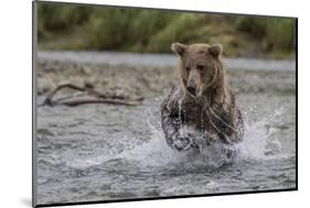 USA, Alaska, Katmai National Park. Grizzly Bear chasing salmon.-Frank Zurey-Mounted Photographic Print