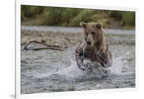 USA, Alaska, Katmai National Park. Grizzly Bear chasing salmon.-Frank Zurey-Framed Photographic Print