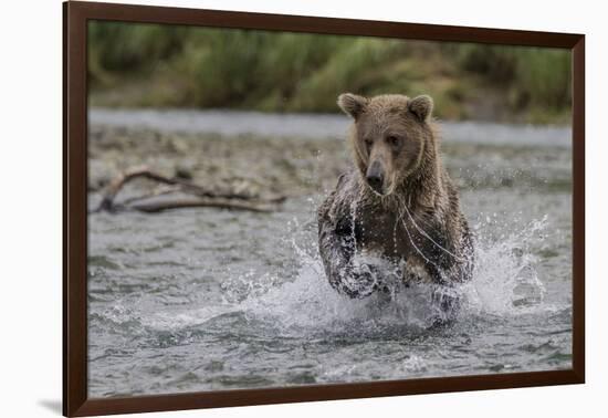 USA, Alaska, Katmai National Park. Grizzly Bear chasing salmon.-Frank Zurey-Framed Photographic Print