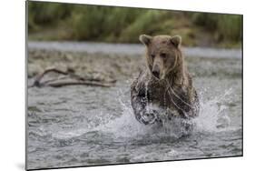 USA, Alaska, Katmai National Park. Grizzly Bear chasing salmon.-Frank Zurey-Mounted Photographic Print