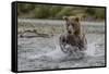 USA, Alaska, Katmai National Park. Grizzly Bear chasing salmon.-Frank Zurey-Framed Stretched Canvas