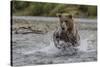 USA, Alaska, Katmai National Park. Grizzly Bear chasing salmon.-Frank Zurey-Stretched Canvas