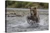 USA, Alaska, Katmai National Park. Grizzly Bear chasing salmon.-Frank Zurey-Stretched Canvas