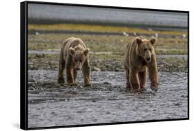 USA, Alaska, Katmai National Park. Grizzly Bear cubs looking for food.-Frank Zurey-Framed Stretched Canvas