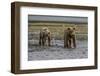 USA, Alaska, Katmai National Park. Grizzly Bear cubs looking for food.-Frank Zurey-Framed Photographic Print