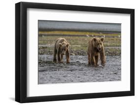 USA, Alaska, Katmai National Park. Grizzly Bear cubs looking for food.-Frank Zurey-Framed Photographic Print