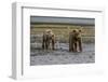 USA, Alaska, Katmai National Park. Grizzly Bear cubs looking for food.-Frank Zurey-Framed Photographic Print