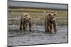 USA, Alaska, Katmai National Park. Grizzly Bear cubs looking for food.-Frank Zurey-Mounted Photographic Print
