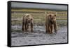 USA, Alaska, Katmai National Park. Grizzly Bear cubs looking for food.-Frank Zurey-Framed Stretched Canvas