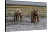 USA, Alaska, Katmai National Park. Grizzly Bear cubs looking for food.-Frank Zurey-Stretched Canvas