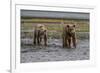 USA, Alaska, Katmai National Park. Grizzly Bear cubs looking for food.-Frank Zurey-Framed Premium Photographic Print