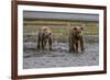 USA, Alaska, Katmai National Park. Grizzly Bear cubs looking for food.-Frank Zurey-Framed Premium Photographic Print