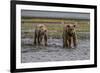 USA, Alaska, Katmai National Park. Grizzly Bear cubs looking for food.-Frank Zurey-Framed Premium Photographic Print