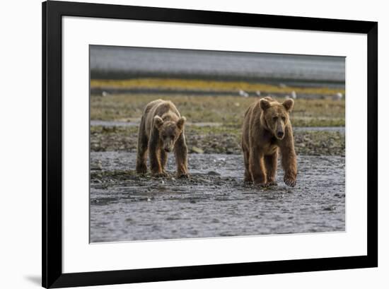 USA, Alaska, Katmai National Park. Grizzly Bear cubs looking for food.-Frank Zurey-Framed Premium Photographic Print