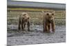 USA, Alaska, Katmai National Park. Grizzly Bear cubs looking for food.-Frank Zurey-Mounted Premium Photographic Print