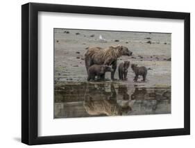 USA, Alaska, Katmai National Park. Grizzly Bear mom with triplet cubs.-Frank Zurey-Framed Photographic Print