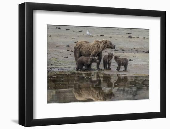 USA, Alaska, Katmai National Park. Grizzly Bear mom with triplet cubs.-Frank Zurey-Framed Photographic Print