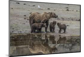 USA, Alaska, Katmai National Park. Grizzly Bear mom with triplet cubs.-Frank Zurey-Mounted Photographic Print