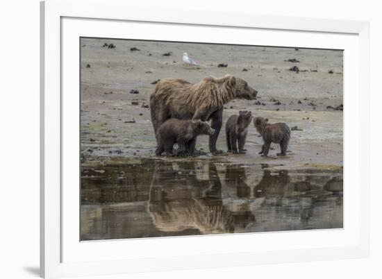 USA, Alaska, Katmai National Park. Grizzly Bear mom with triplet cubs.-Frank Zurey-Framed Premium Photographic Print