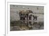 USA, Alaska, Katmai National Park. Grizzly Bear mom with triplet cubs.-Frank Zurey-Framed Premium Photographic Print