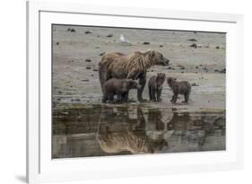 USA, Alaska, Katmai National Park. Grizzly Bear mom with triplet cubs.-Frank Zurey-Framed Premium Photographic Print