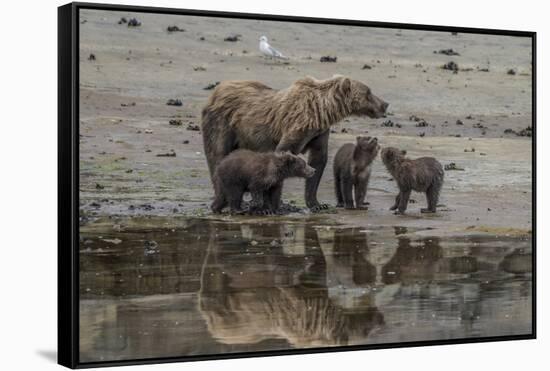 USA, Alaska, Katmai National Park. Grizzly Bear mom with triplet cubs.-Frank Zurey-Framed Stretched Canvas