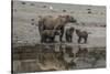 USA, Alaska, Katmai National Park. Grizzly Bear mom with triplet cubs.-Frank Zurey-Stretched Canvas