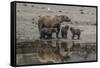 USA, Alaska, Katmai National Park. Grizzly Bear mom with triplet cubs.-Frank Zurey-Framed Stretched Canvas