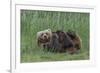 USA, Alaska, Katmai National Park, Hallo Bay. Coastal Brown Bear nursing-Frank Zurey-Framed Photographic Print