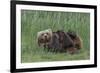 USA, Alaska, Katmai National Park, Hallo Bay. Coastal Brown Bear nursing-Frank Zurey-Framed Photographic Print