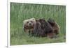 USA, Alaska, Katmai National Park, Hallo Bay. Coastal Brown Bear nursing-Frank Zurey-Framed Photographic Print