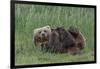 USA, Alaska, Katmai National Park, Hallo Bay. Coastal Brown Bear nursing-Frank Zurey-Framed Photographic Print