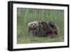 USA, Alaska, Katmai National Park, Hallo Bay. Coastal Brown Bear nursing-Frank Zurey-Framed Photographic Print