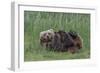 USA, Alaska, Katmai National Park, Hallo Bay. Coastal Brown Bear nursing-Frank Zurey-Framed Photographic Print