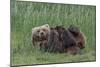 USA, Alaska, Katmai National Park, Hallo Bay. Coastal Brown Bear nursing-Frank Zurey-Mounted Photographic Print