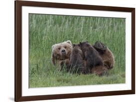 USA, Alaska, Katmai National Park, Hallo Bay. Coastal Brown Bear nursing-Frank Zurey-Framed Premium Photographic Print