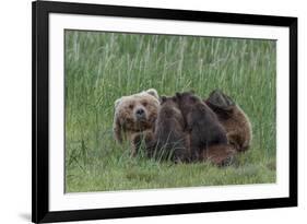 USA, Alaska, Katmai National Park, Hallo Bay. Coastal Brown Bear nursing-Frank Zurey-Framed Premium Photographic Print