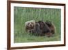 USA, Alaska, Katmai National Park, Hallo Bay. Coastal Brown Bear nursing-Frank Zurey-Framed Premium Photographic Print