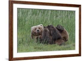 USA, Alaska, Katmai National Park, Hallo Bay. Coastal Brown Bear nursing-Frank Zurey-Framed Premium Photographic Print