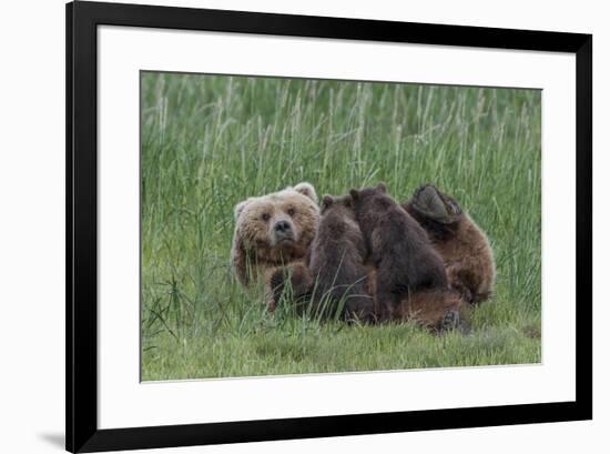 USA, Alaska, Katmai National Park, Hallo Bay. Coastal Brown Bear nursing-Frank Zurey-Framed Premium Photographic Print