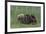 USA, Alaska, Katmai National Park, Hallo Bay. Coastal Brown Bear nursing-Frank Zurey-Framed Premium Photographic Print