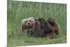 USA, Alaska, Katmai National Park, Hallo Bay. Coastal Brown Bear nursing-Frank Zurey-Mounted Premium Photographic Print