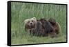 USA, Alaska, Katmai National Park, Hallo Bay. Coastal Brown Bear nursing-Frank Zurey-Framed Stretched Canvas